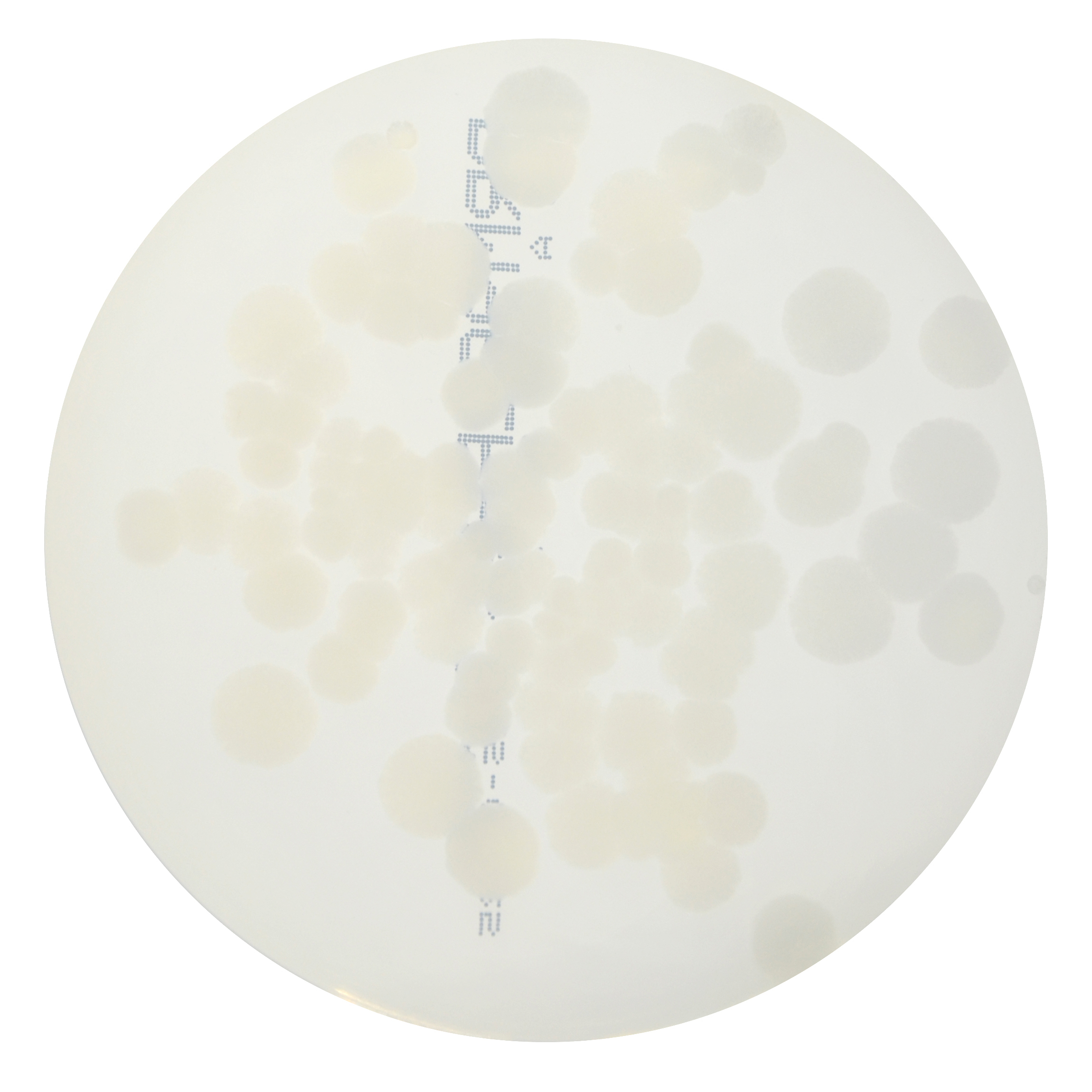 PRM962PH R2A Agar Plate PH - Bacillus subtilis ATCC 6633