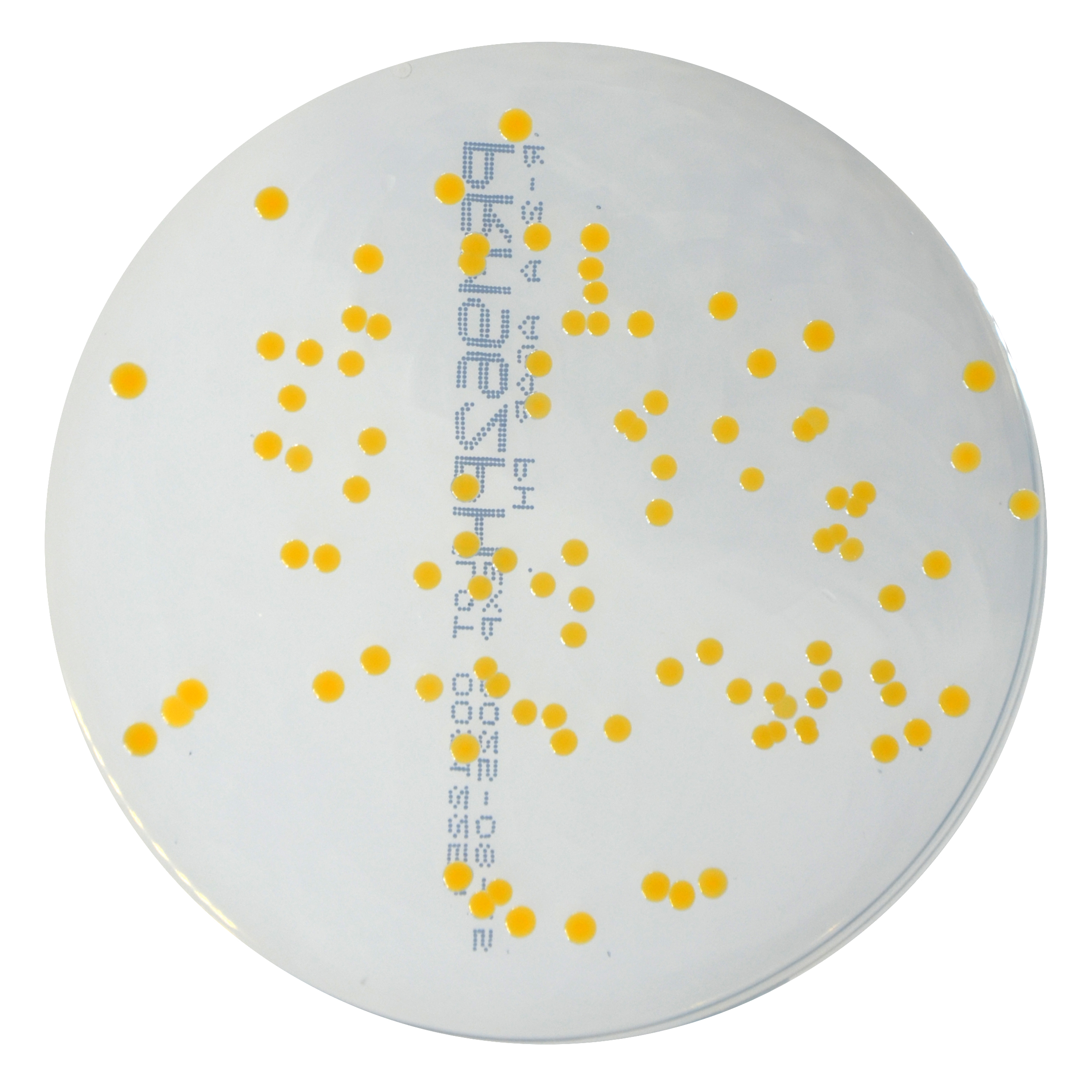 PRM962PH R2A Agar Plate PH-Staphylococcus aureus ATCC 6538