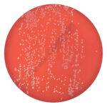 PRM994 Campylobacter Agar Plate - Campylobacter jejuni ATCC 33291