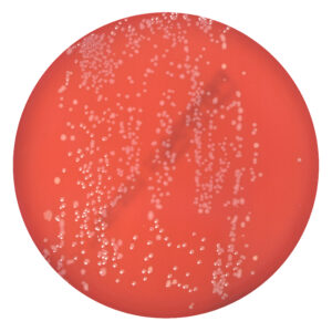 PRM994 Campylobacter Agar Plate - Campylobacter jejuni ATCC 33291