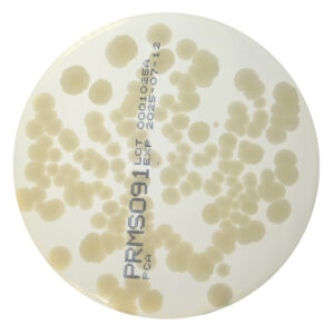 PRMS091 PCA Agar Plate-Bacillus subtilis subs. Spizizenii ATCC 6633