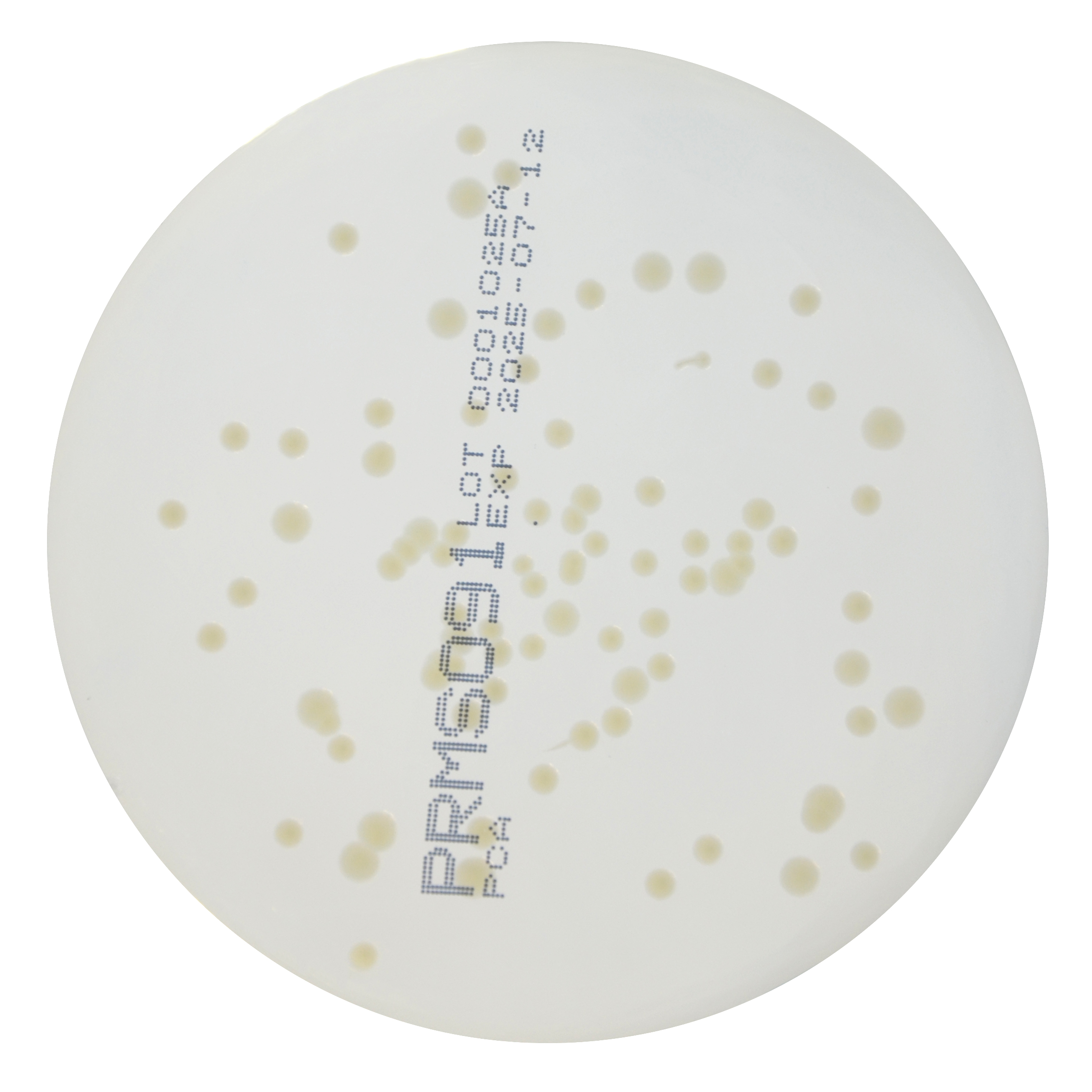 PRMS091 PCA Agar Plate - Escherichia coli ATCC 25922