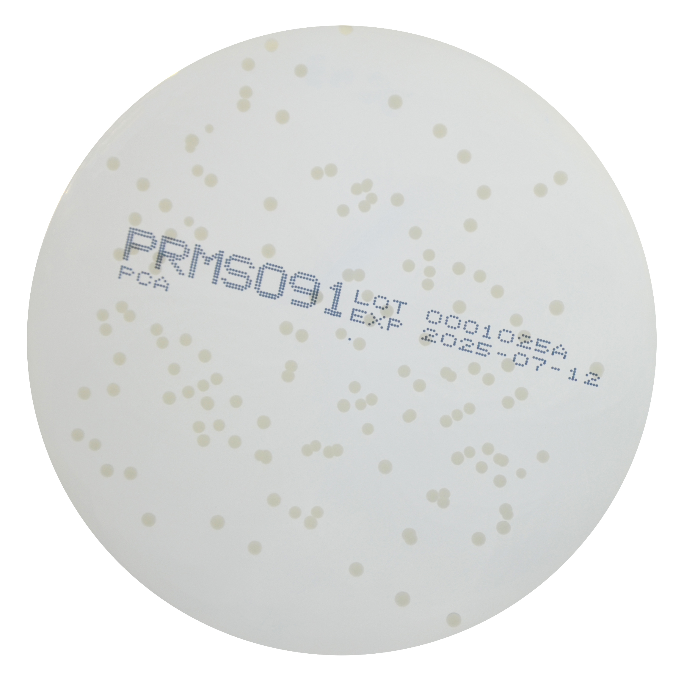 PRMS091 PCA Agar Plate - Staphylococcus aureus ATCC 25923