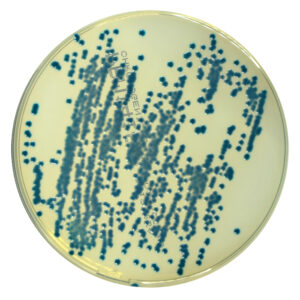 PRM1418 Chromogenic UTI Agar Plate-Klebsiella pneumoniae ATCC13883