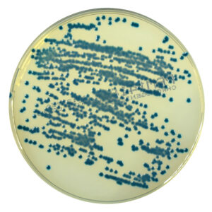 PRM1418 Chromogenic UTI Agar Plate-Klebsiella pneumoniae ATCC13883