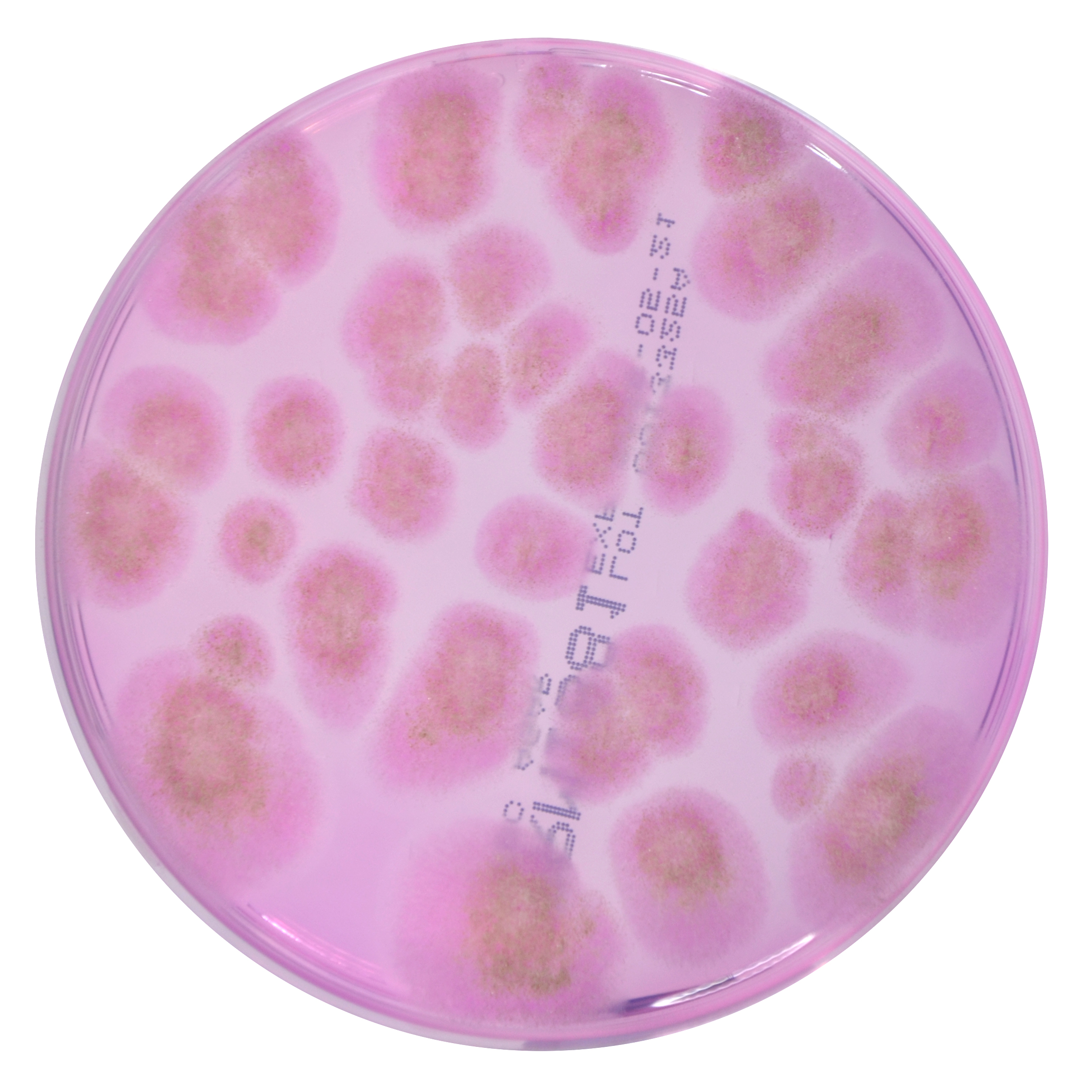 PRM1881 Dichloran Rose Bengal Chloramphenicol Agar Plate-Mucor racemosus ATCC42647 PRM1881 Dichloran Rose Bengal Chloramphenicol Agar Plate-Mucor racemosus ATCC42647